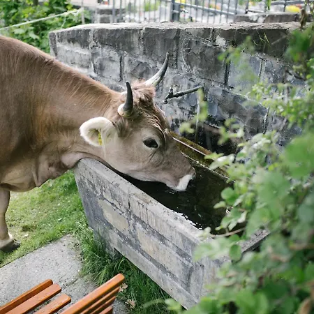 Nigschhof * Schoppernau
