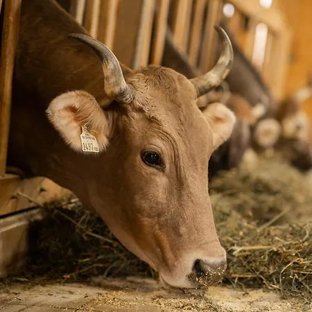 Nigschhof Farm stay *
