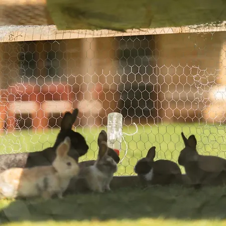 Nigschhof Farm stay Schoppernau